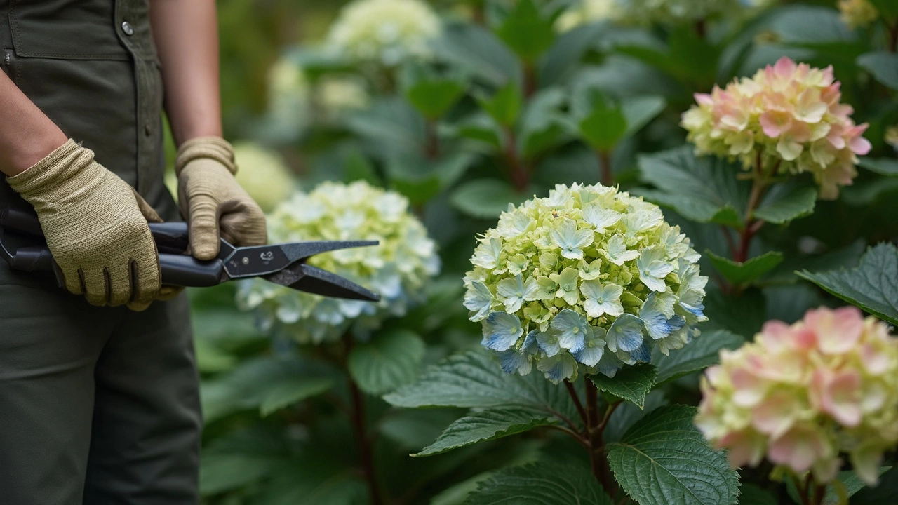 Easy Hydrangea Varieties You’ll Love