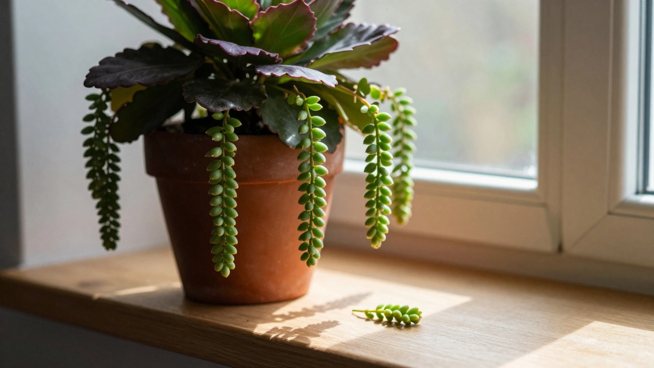 What Is the Mother of Many Babies Plant? The Surprising Truth Behind This Sustainable Gardening Wonder