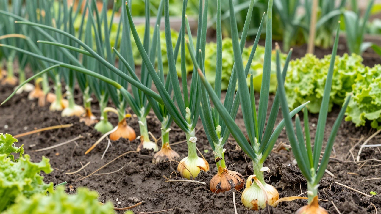 Can You Cut Onion Tops While Growing? Expert Guide for UK Gardeners