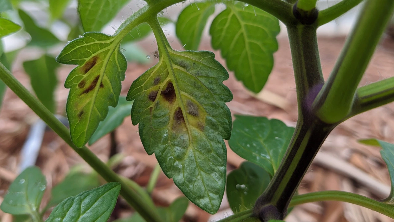 Close-up of tomato and pepper leaves showing early blight spots and aphids.
